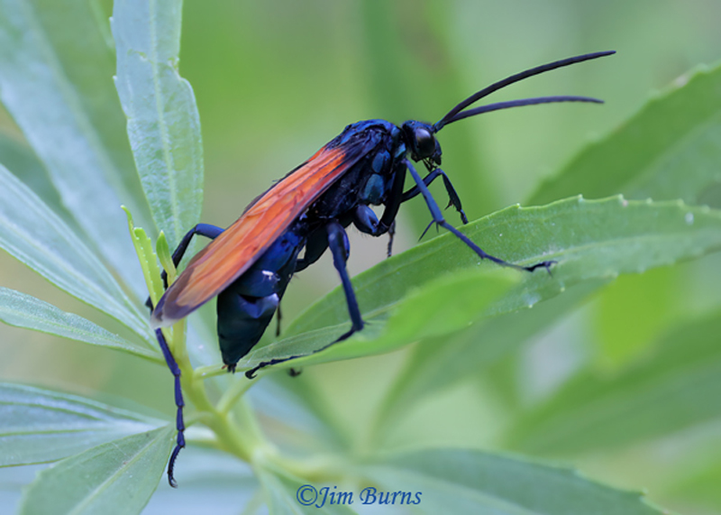 Pepsis thisbe, Arizona--8293