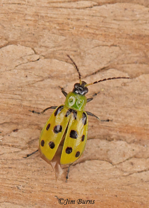 Spotted Cucumber Beetle