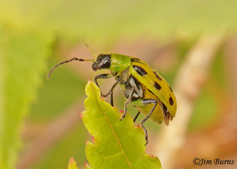 Spotted Cucumber Beetle