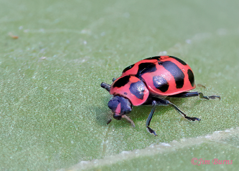 Spotted Lady Beetle