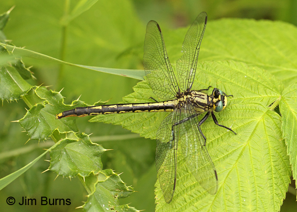 Lilypad Clubtail female, Washington Co., MN, June 2014