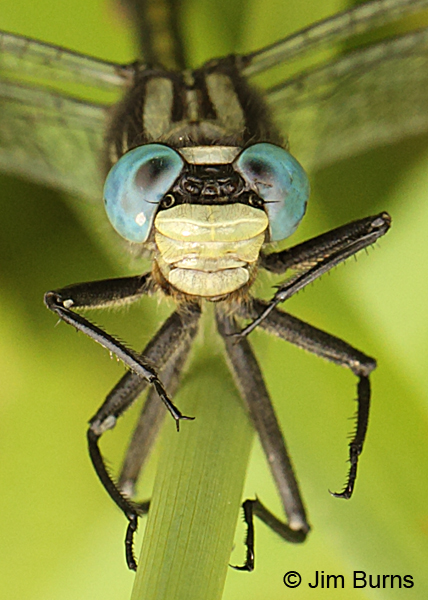 Lilypad Clubtail male face shot, Washington Co., MN, June 2014