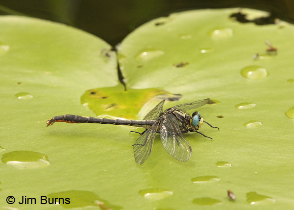 Lilypad Clubtail male on Lilypad, Washington Co., MN, June 2014
