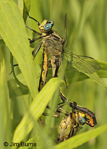 Lilypad Clubtail pair in wheel in grass, Washington Co., MN, June 2014
