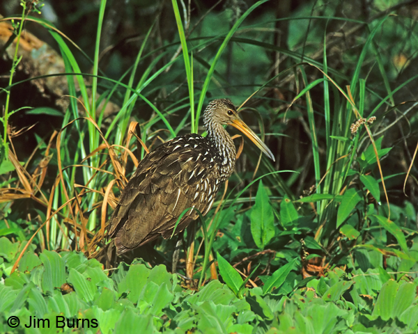 Limpkin in Water Lettuce
