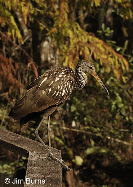 Limpkin