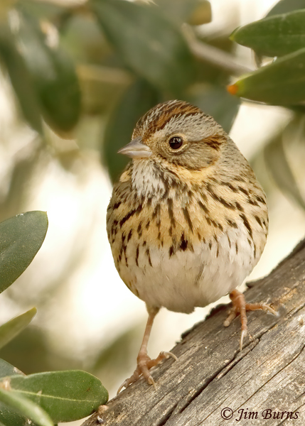 Lincoln's Sparrow vertical--3344