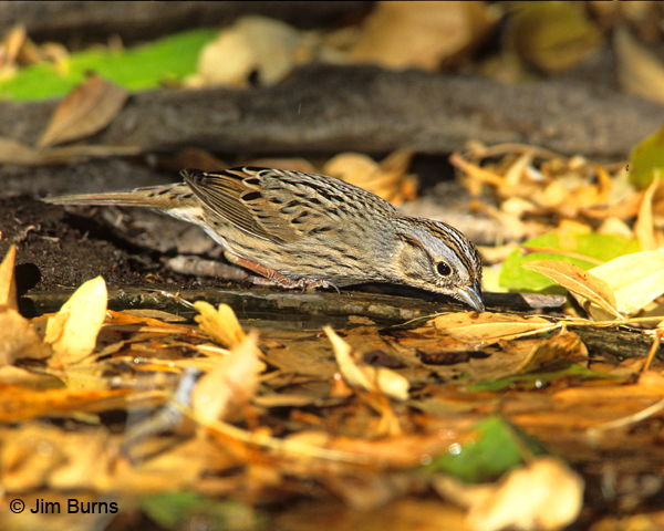 Lincoln's Sparrow drinking