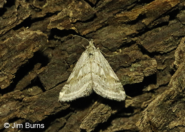 Lithostege fuscata, Arizona