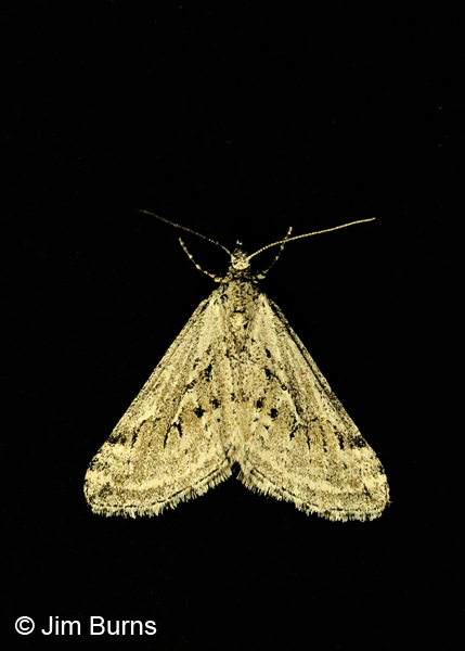 Lithostege fuscata on black, Arizona