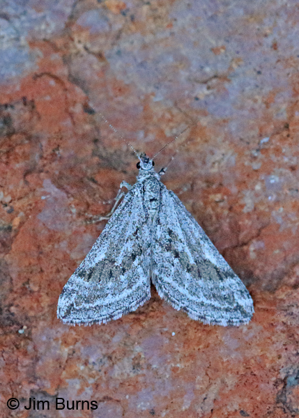 Lithostege fuscata on red rock, Arizona