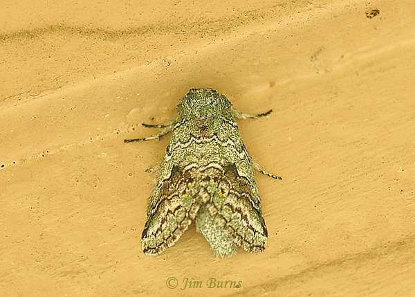 Litodanta hydromeli, Texas--0769