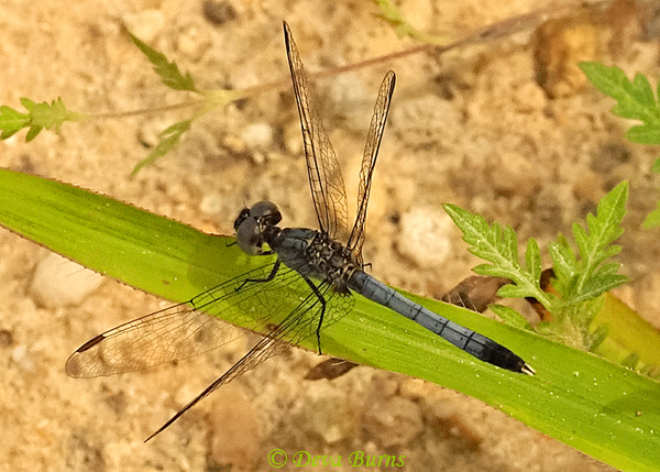 Little Blue Dragonlet male, Lake Co., FL, July 2019--0006
