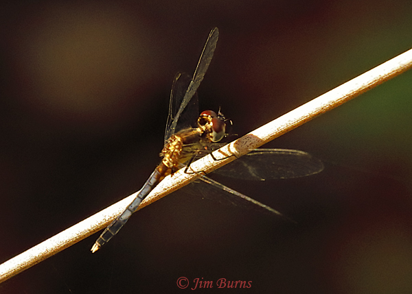 Little Blue Dragonlet immature male, Lake Co., FL, July 2019--4721