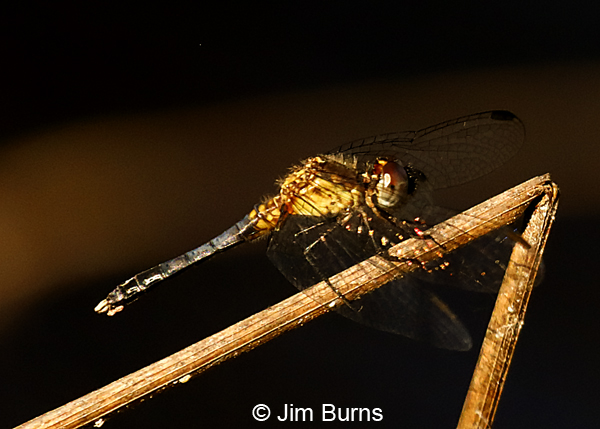 Little Blue Dragonlet immature male, Santa Rosa Co., FL, May 2018--9263