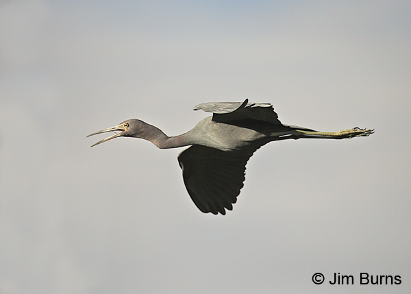 Little Blue Heron in flight #2