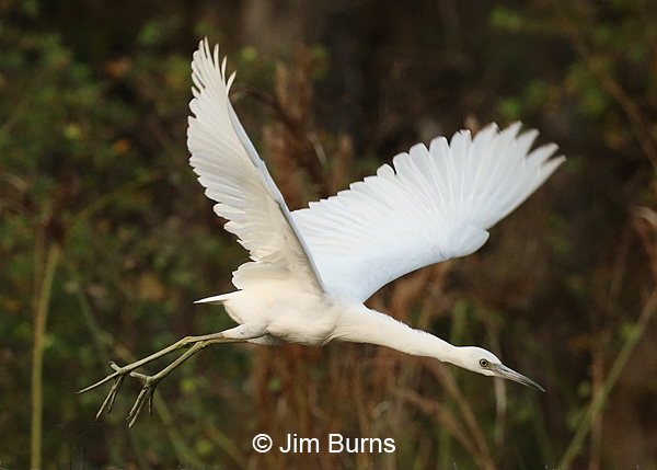 Little Blue Heron juvenile in flight, ventral wing