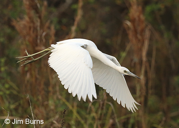 Little Blue Heron juvenile in flight, dorsal wing