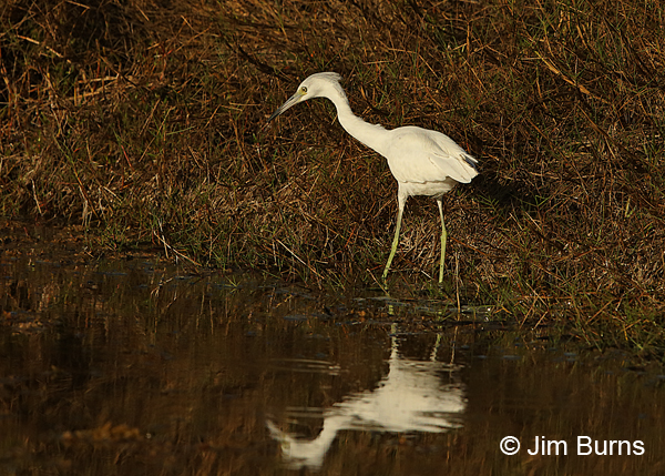 Little Blue Heron juvenile hunting