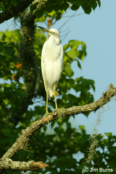 Little Blue Heron juvenile ventral view
