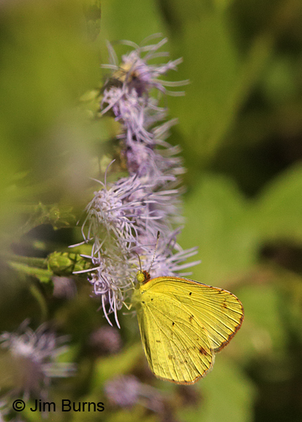 Little Yellow male on Crucita, Texas