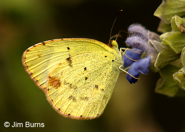 Little Yellow on flower, Texas