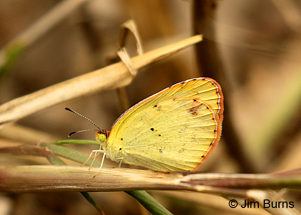 Little Yellow on grass, Texas