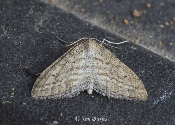 Lobocleta granitaria, Arizona--0837