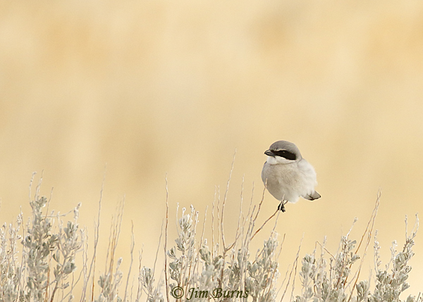 Loggerhead Shrike immature in winter--6627