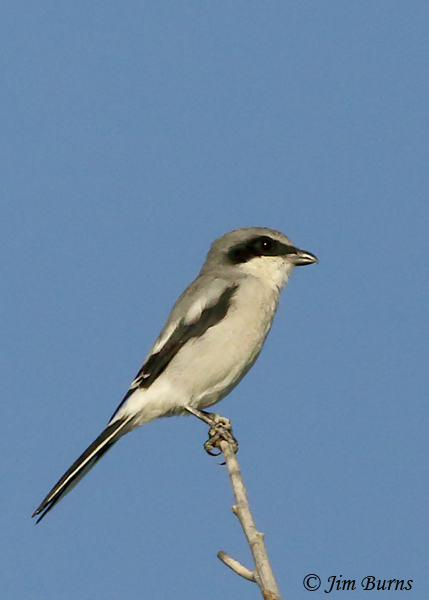 Loggerhead Shrike--7026