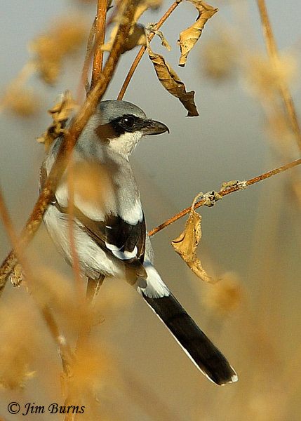 Loggerhead Shrike dorsal close up--7731