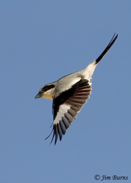 Loggerhead Shrike stooping on grasshopper--9730