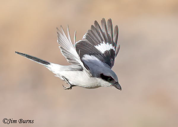 Loggerhead Shrike, downstroke--9381
