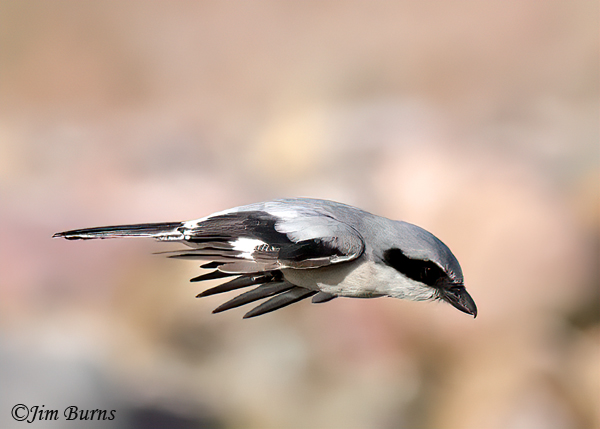 Loggerhead Shrike, upstroke--9383