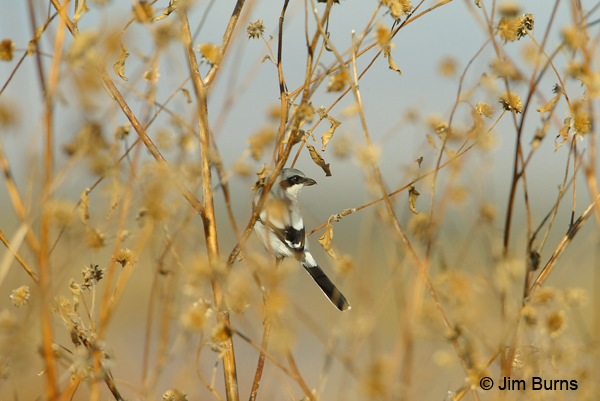 Loggerhead Shrike in habitat
