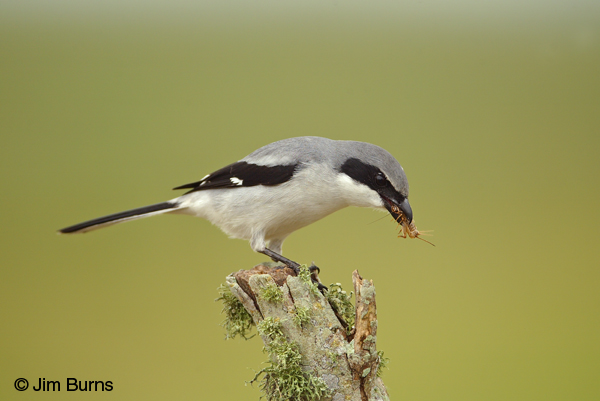 Loggerhead Shrike with cricket