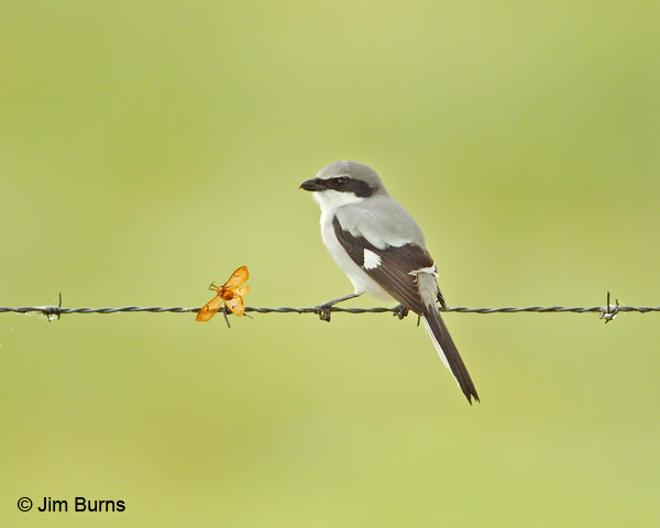 Loggerhead Shrike with impaled butterfly