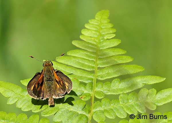 Long Dash, Wisconsin