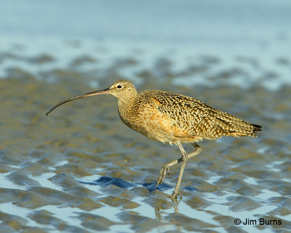 Long-billed Curlew