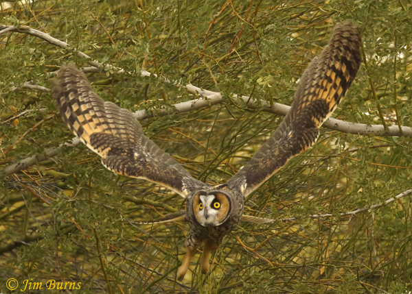 Long-eared Owl incoming--0251