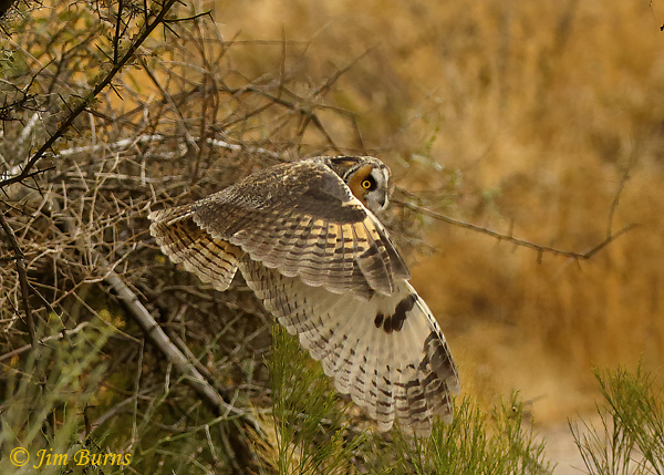Long-eared Owl coming out of mesquite #5--0371