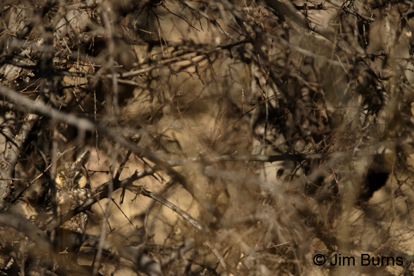 Long-eared Owl in typical winter day roost habitat