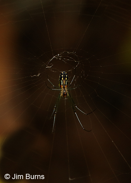 Long-jawed Orbweaver ventral view, Texas