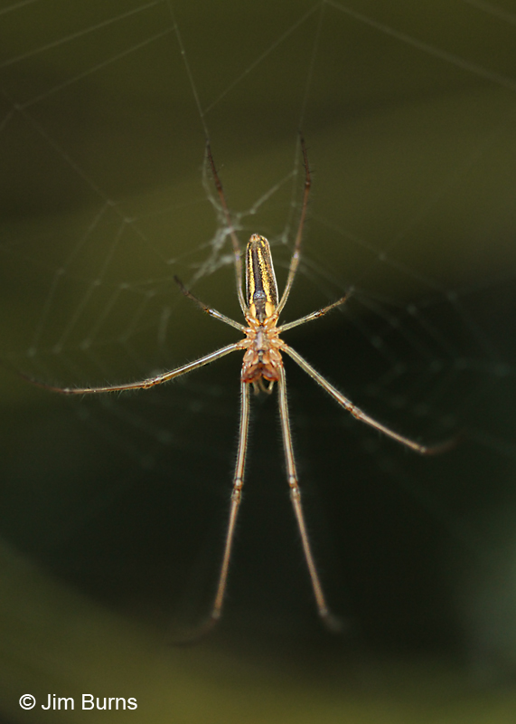 Long-jawed Orbweaver female dorsal view, Texas