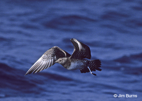 Long-tailed Jaeger juvenile light morph in flight