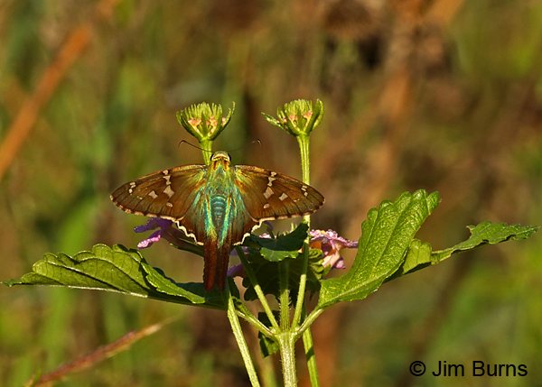 Long-tailed Skipper dorsal wingspread, Texas