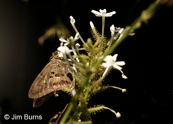 Long-tailed Skipper underwing, Texas
