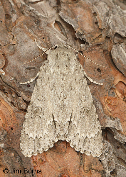 Long-winged Dagger Moth, Arkansas