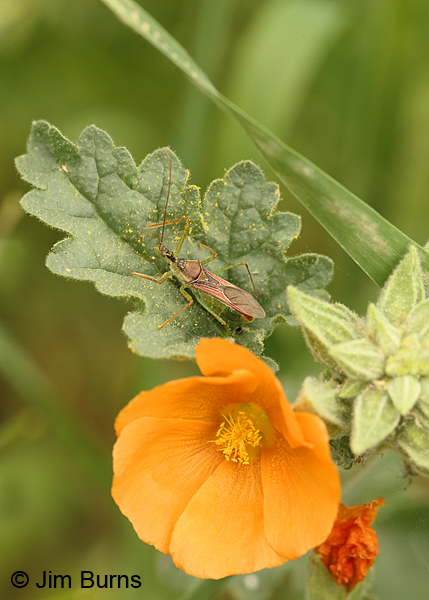 Longhorn Beetle on Globemallow, Arizona