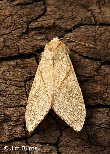 Lophocampa mixta, Arizona